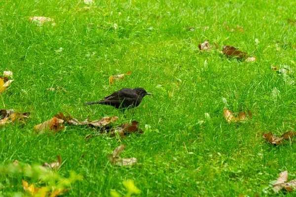 Blackbird Sentado Jardim Grama Cerca Eslováquia — Fotografia de Stock