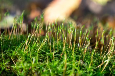 Ormandaki yeşil yosunların ayrıntıları. Slovakya