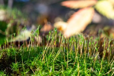 Ormandaki yeşil yosunların ayrıntıları. Slovakya