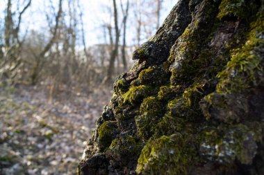 Ormandaki yeşil yosunların ayrıntıları. Slovakya
