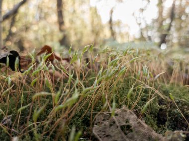 Ormandaki yeşil yosunların ayrıntıları. Slovakya