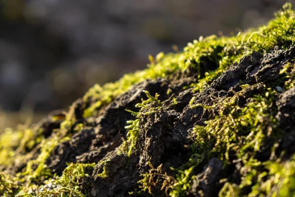 Detail macro of the green moss in the forest. Slovakia