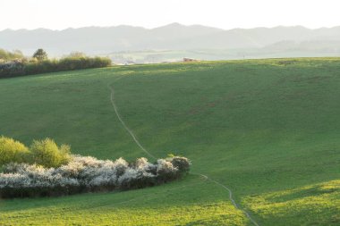Ormanda sihirli ağaçlar ve yollar. Slovakya