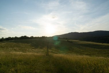 Ormanda sihirli ağaçlar ve yollar. Slovakya