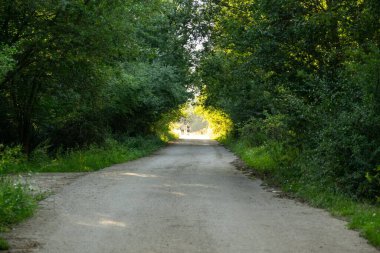 Ormanda sihirli ağaçlar ve yollar. Slovakya