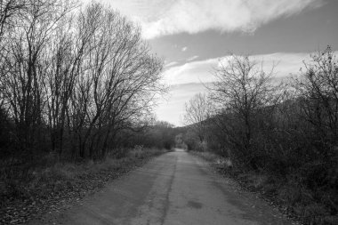 Ormanda sihirli ağaçlar ve yollar. Slovakya