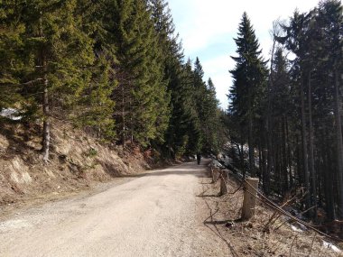 Ormanda sihirli ağaçlar ve yollar. Slovakya