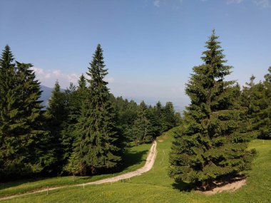 Ormanda sihirli ağaçlar ve yollar. Slovakya