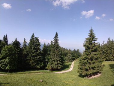 Ormanda sihirli ağaçlar ve yollar. Slovakya