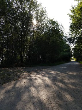 Ormanda sihirli ağaçlar ve yollar. Slovakya