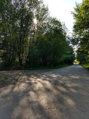 Ormanda sihirli ağaçlar ve yollar. Slovakya