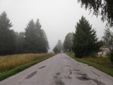 Ormanda sihirli ağaçlar ve yollar. Slovakya