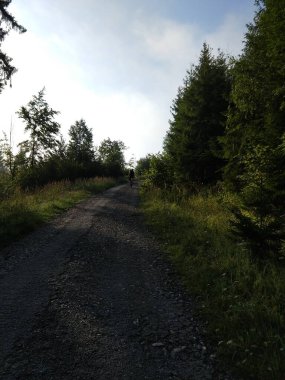 Ormanda sihirli ağaçlar ve yollar. Slovakya