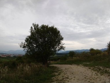Ormanda sihirli ağaçlar ve yollar. Slovakya