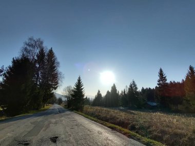 Ormanda sihirli ağaçlar ve yollar. Slovakya