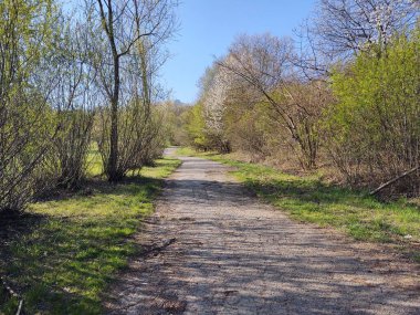 Ormanda sihirli ağaçlar ve yollar. Slovakya