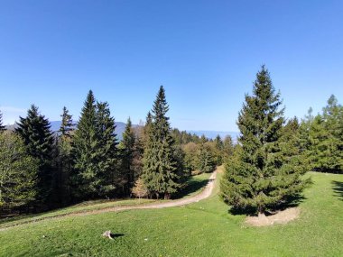 Ormanda sihirli ağaçlar ve yollar. Slovakya