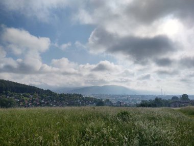 Ormanda sihirli ağaçlar ve yollar. Slovakya