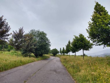 Ormanda sihirli ağaçlar ve yollar. Slovakya