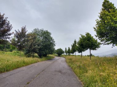 Ormanda sihirli ağaçlar ve yollar. Slovakya