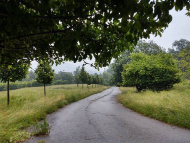 Ormanda sihirli ağaçlar ve yollar. Slovakya