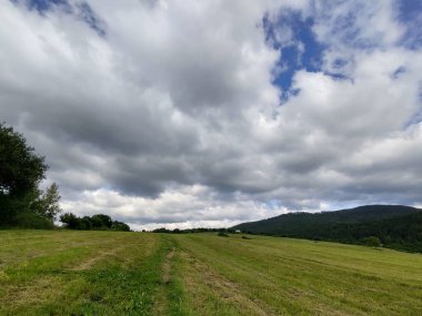 Ormanda sihirli ağaçlar ve yollar. Slovakya