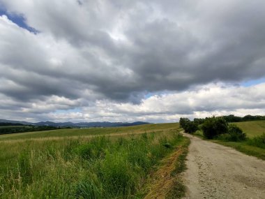 Ormanda sihirli ağaçlar ve yollar. Slovakya