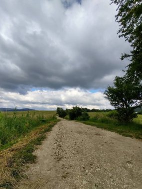 Ormanda sihirli ağaçlar ve yollar. Slovakya