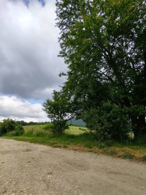 Ormanda sihirli ağaçlar ve yollar. Slovakya