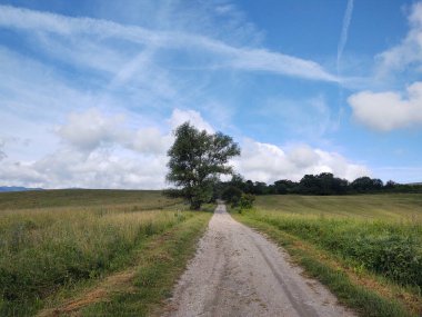 Ormanda sihirli ağaçlar ve yollar. Slovakya