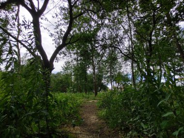 Ormanda sihirli ağaçlar ve yollar. Slovakya