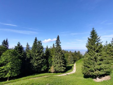 Ormanda sihirli ağaçlar ve yollar. Slovakya