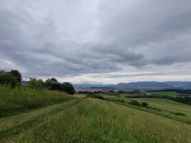 Ormanda sihirli ağaçlar ve yollar. Slovakya