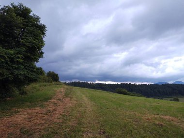 Ormanda sihirli ağaçlar ve yollar. Slovakya