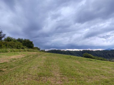 Ormanda sihirli ağaçlar ve yollar. Slovakya