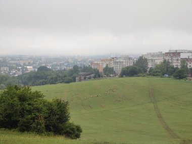 Ormanda sihirli ağaçlar ve yollar. Slovakya