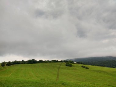 Ormanda sihirli ağaçlar ve yollar. Slovakya