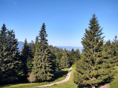 Ormanda sihirli ağaçlar ve yollar. Slovakya