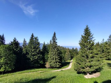 Ormanda sihirli ağaçlar ve yollar. Slovakya