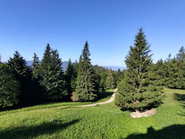 Ormanda sihirli ağaçlar ve yollar. Slovakya