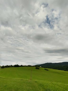 Ormanda sihirli ağaçlar ve yollar. Slovakya