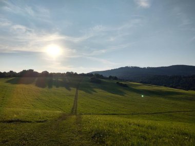 Ormanda sihirli ağaçlar ve yollar. Slovakya