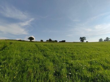Ormanda sihirli ağaçlar ve yollar. Slovakya