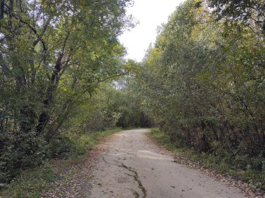 Ormanda sihirli ağaçlar ve yollar. Slovakya