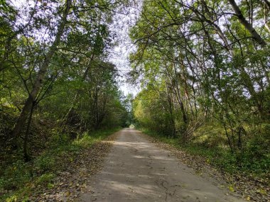 Ormanda sihirli ağaçlar ve yollar. Slovakya