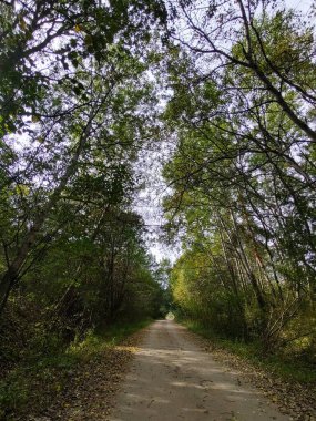 Ormanda sihirli ağaçlar ve yollar. Slovakya