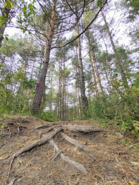 Ormanda sihirli ağaçlar ve yollar. Slovakya