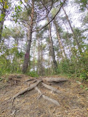 Ormanda sihirli ağaçlar ve yollar. Slovakya