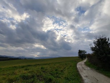 Ormanda sihirli ağaçlar ve yollar. Slovakya
