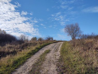 Ormanda sihirli ağaçlar ve yollar. Slovakya